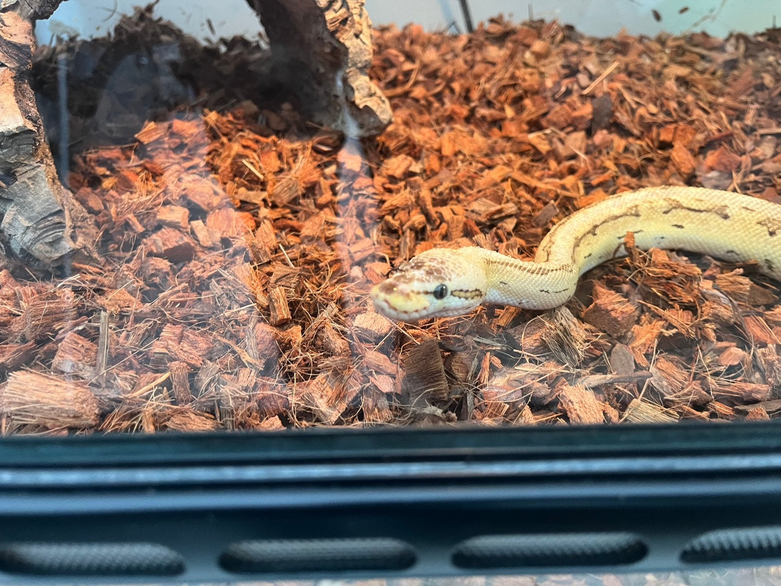 Koningspython pastel gost .. Ball Python photo 2