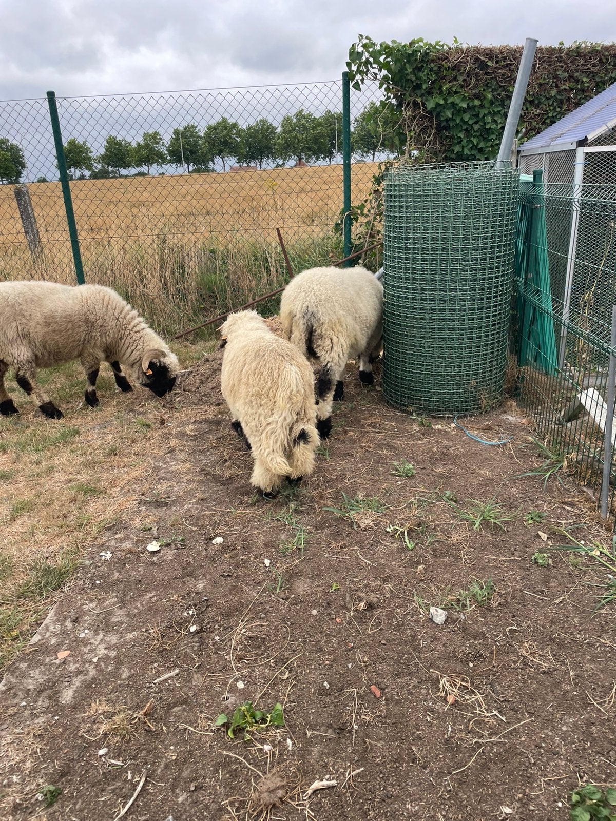 Ooi en ramlam te koop 950€, Dieren en Toebehoren
