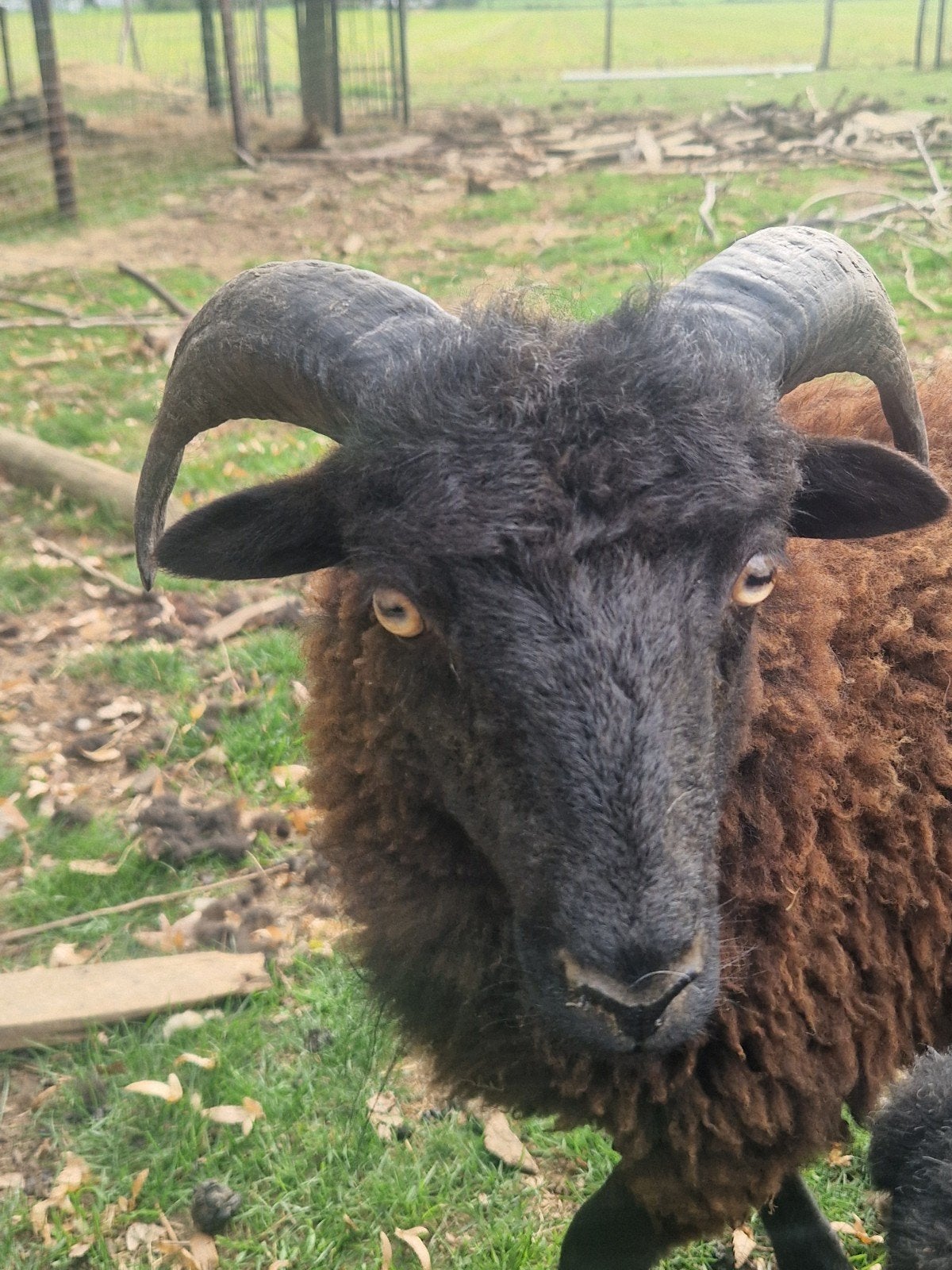 ouessant ram, Dieren en Toebehoren, Mannelijk, Schaap, 0 tot 2 jaar