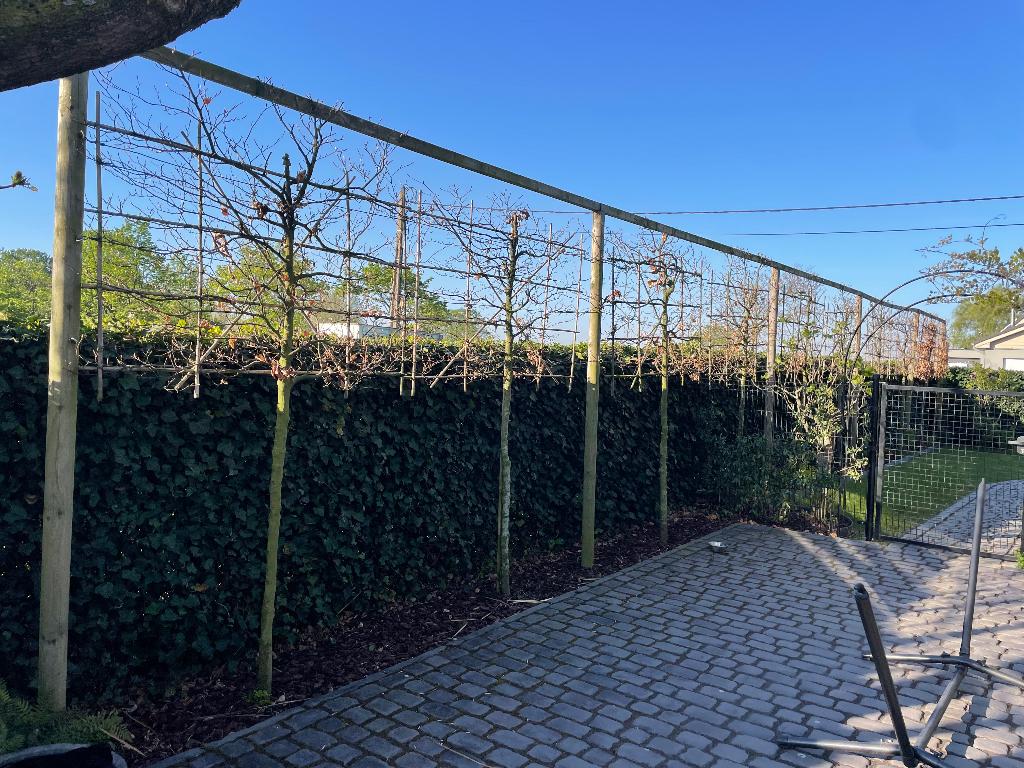 Haag op stam Leihaagbeuk x10, Tuin en Terras, Ophalen, Beukenhaag, Haag, 250 cm of meer