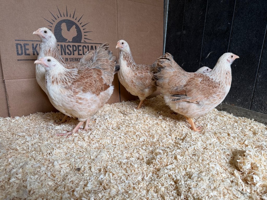 Jonge tamme Wyandotte kriel zalm gesekst en ingeënt, Dieren en Toebehoren, Pluimvee, Vrouwelijk, Kip
