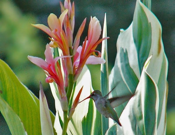 canna stuttgart, Ophalen