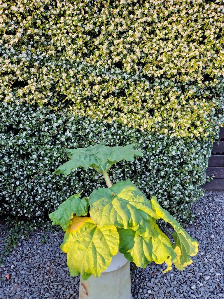 Laurier plant in pot 1.80m20€., Tuin en Terras, Ophalen, Laurier