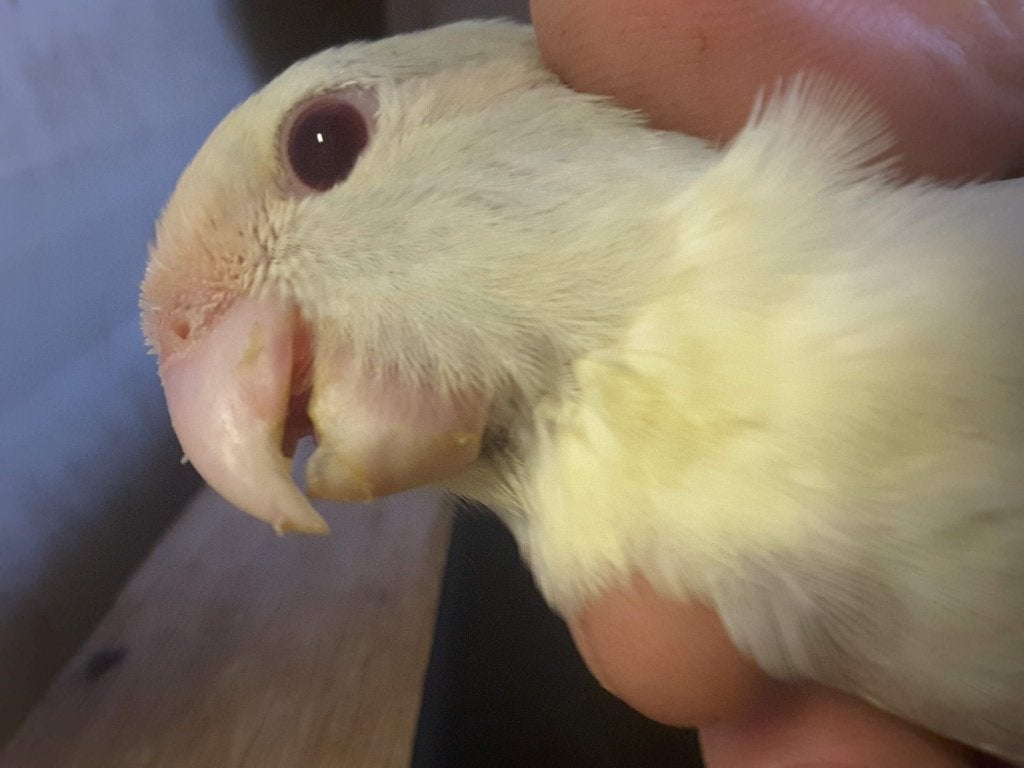 Blgezoomd.creme.cremefallow kakariki 25-26, Dieren en Toebehoren, Vogels | Parkieten en Papegaaien, Parkiet, Geringd