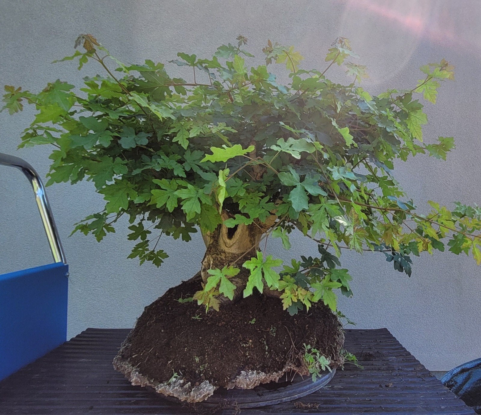 Acer campestre bonsai, Tuin en Terras, Ophalen