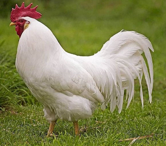 haan leghorn gratis, Dieren en Toebehoren, Pluimvee, Kip, Mannelijk