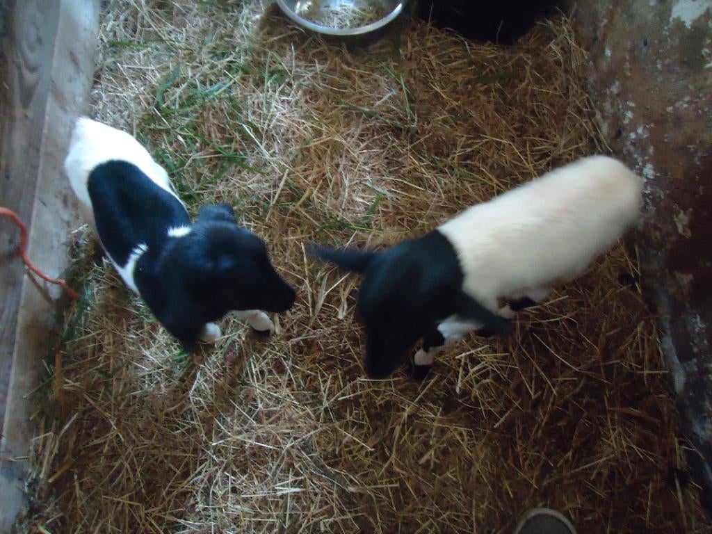 papfleslam van een drieling, Dieren en Toebehoren, Schapen, Geiten en Varkens, Mannelijk, Schaap, 0 tot 2 jaar