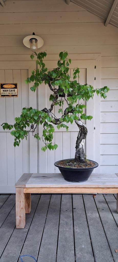 Bonsai Betula pendula, Tuin en Terras, Ophalen
