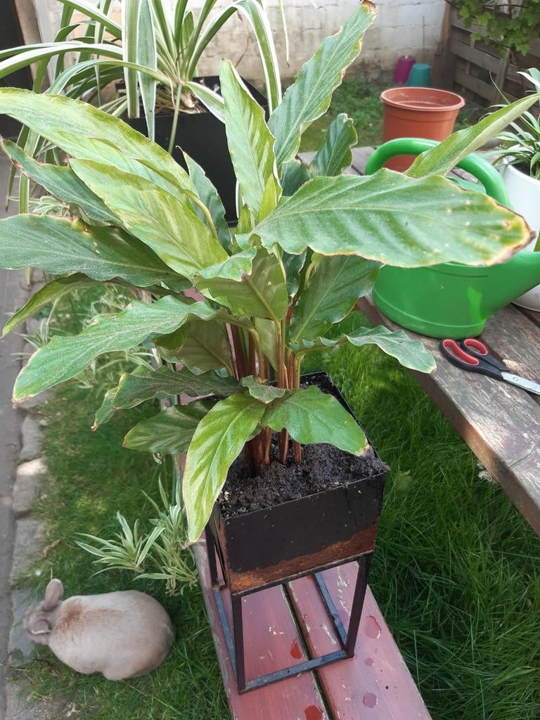 Calathea, Tuin en Terras, Ophalen