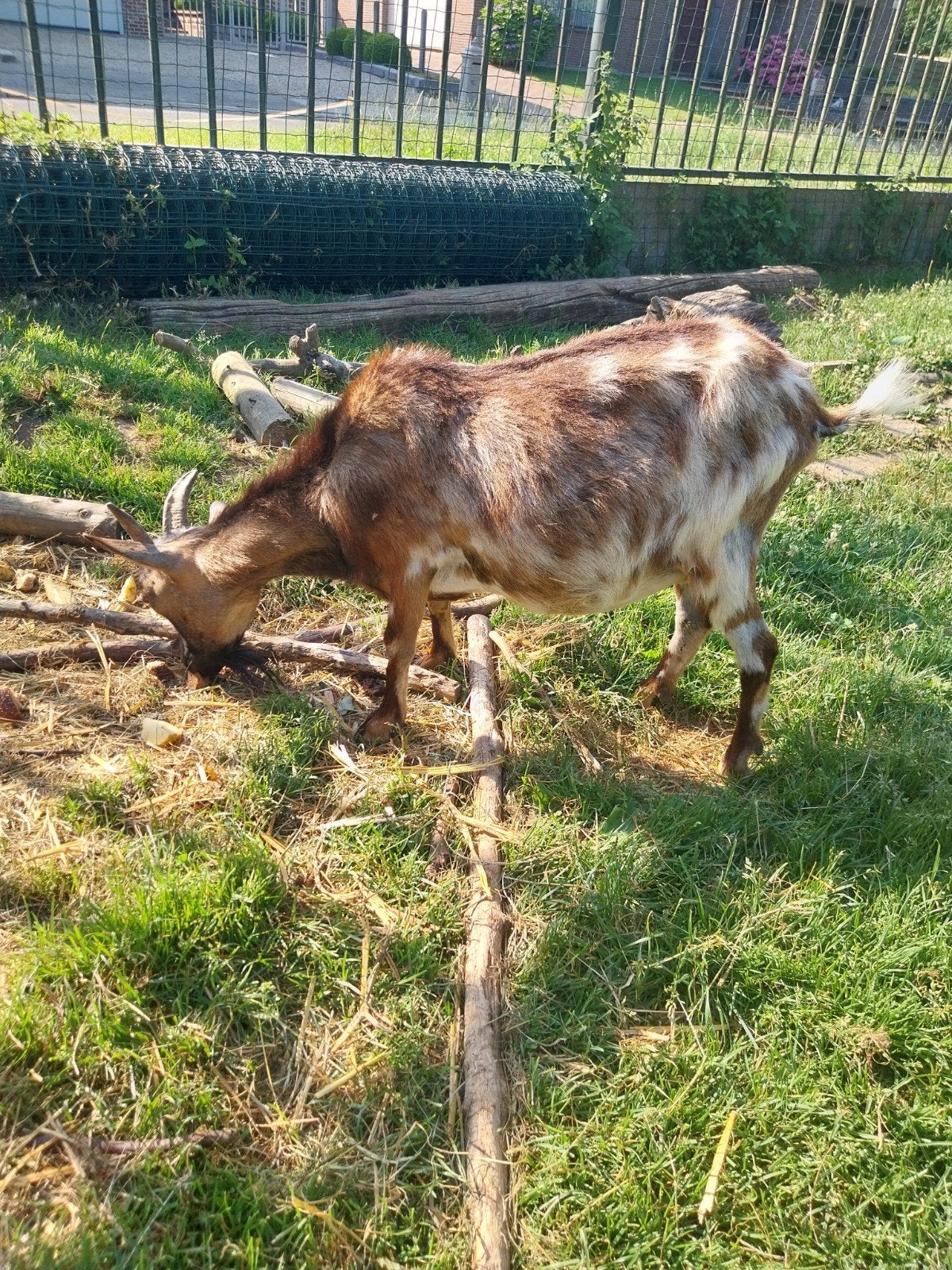 Dwerggeit mieke. Handtam. 6 jaar oud, Femelle, Chèvre, 6 ans ou plus
