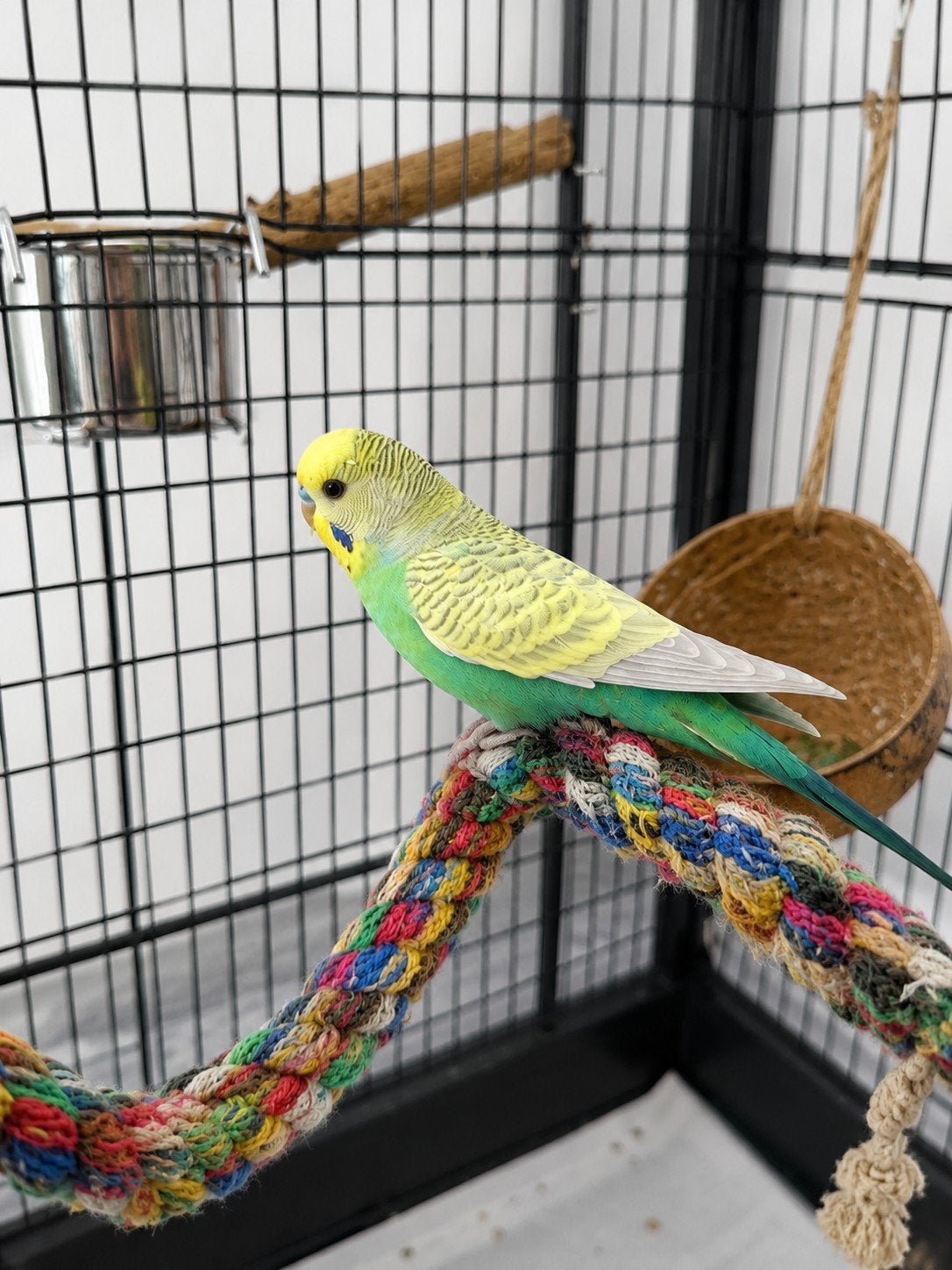 Perruche, Animaux & Accessoires, Oiseaux | Perruches & Perroquets, Perruche