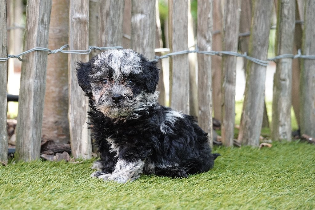 Prachtige Maltipoo pups, Dieren en Toebehoren, Honden | Chihuahua's en Gezelschapshonden, Meerdere dieren, Overige rassen, Fokker | Professioneel