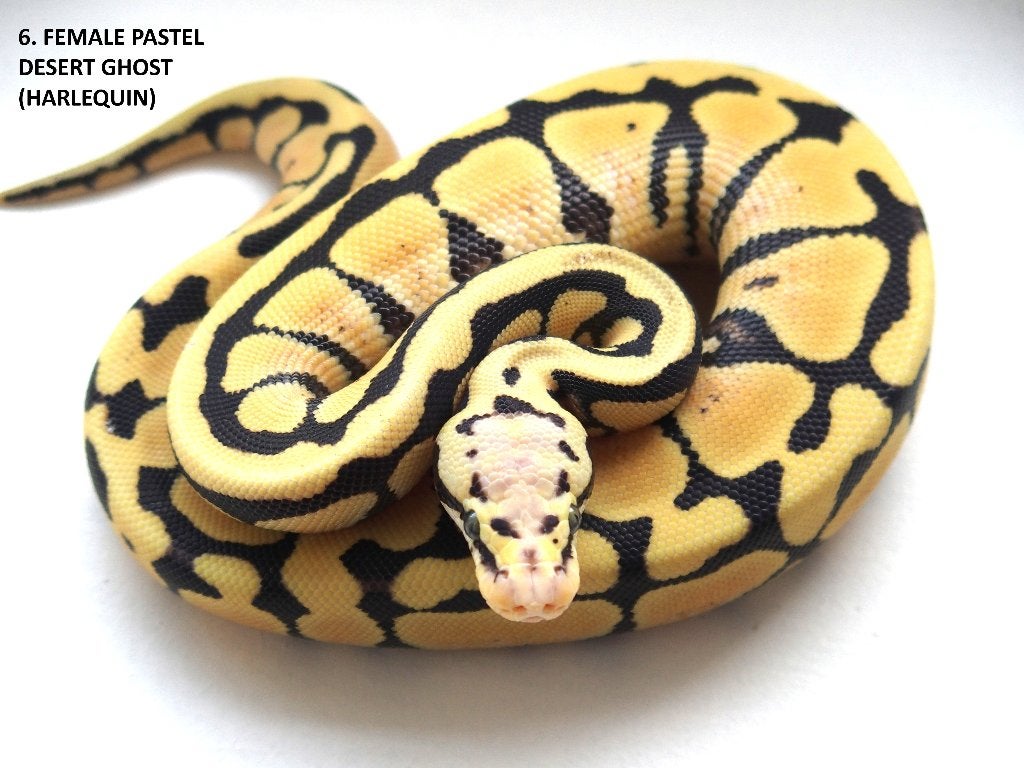 Koningspythons nakweek 2026 Ball Python photo 6