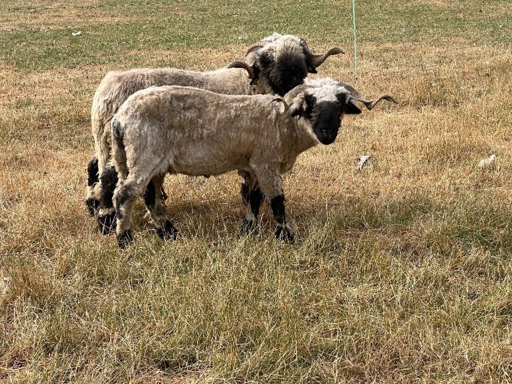 Walisser zwartneusschapen