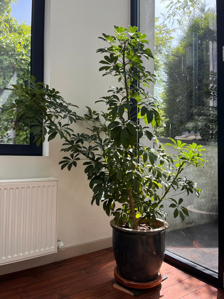 Schefflera arboricola 130cm, Tuin en Terras, Ophalen