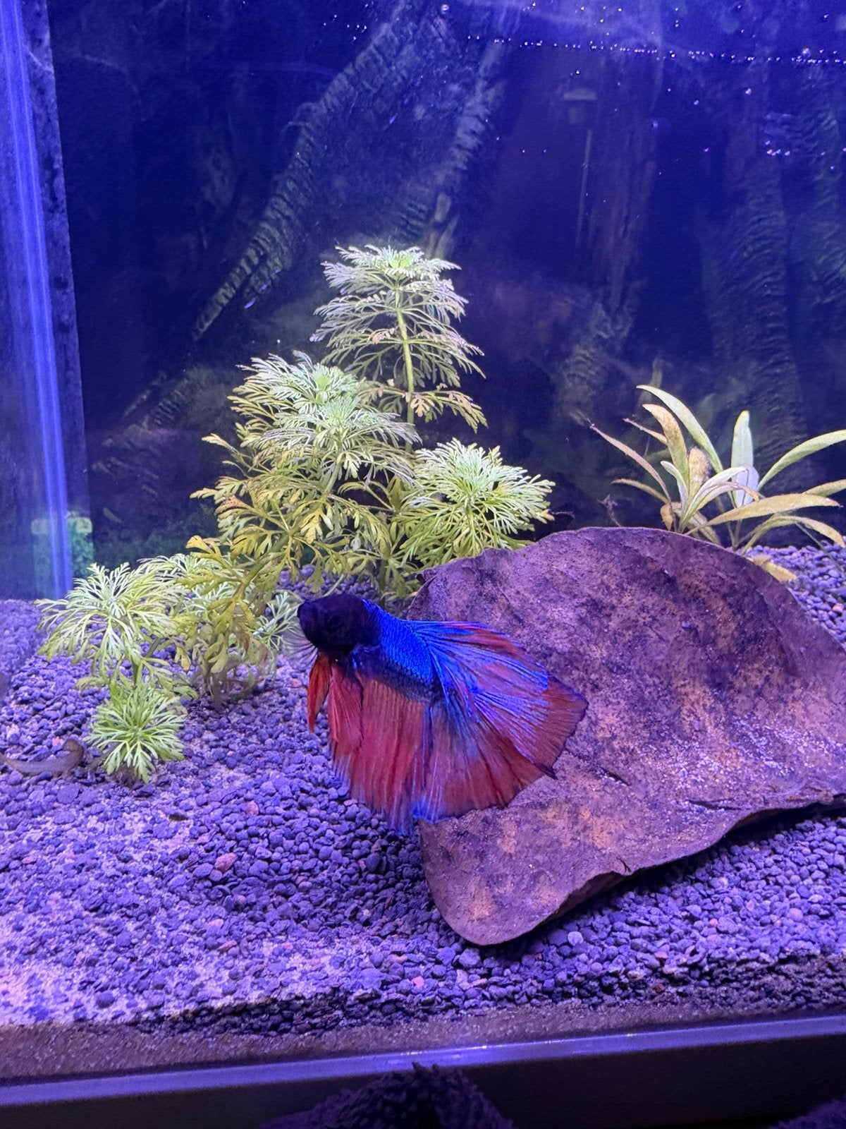 Betta man, Poisson, Poisson d'eau douce