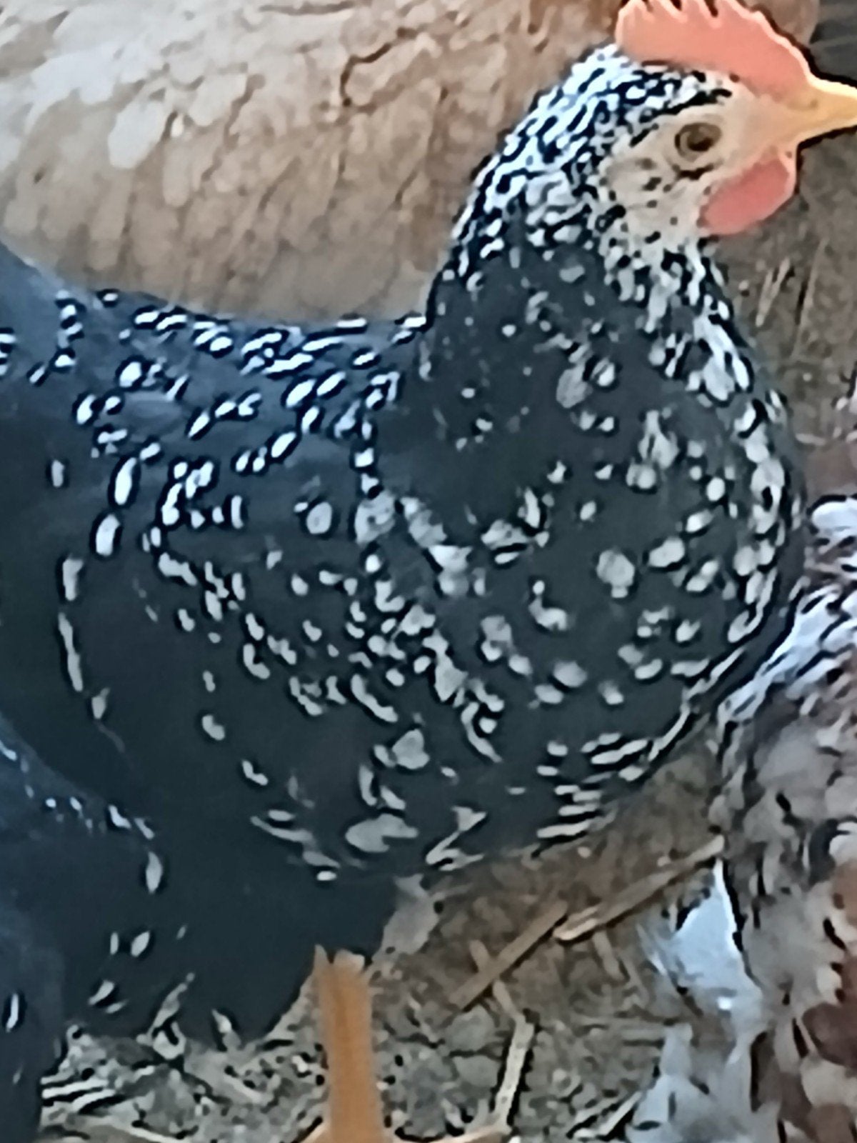 Bites pour bébés Acona, Mâle, Poule ou poulet