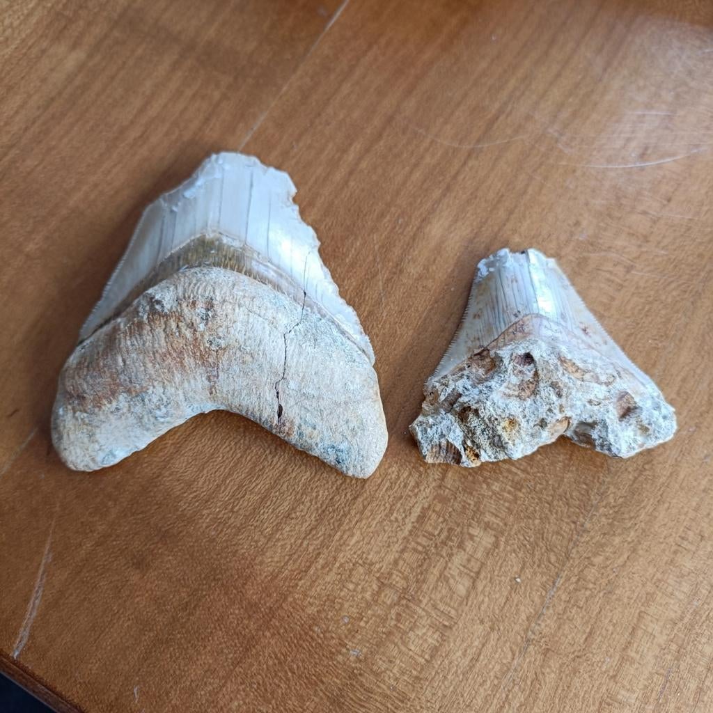 2 kapotte megalodon tanden, Verzamelen, Ophalen of Verzenden