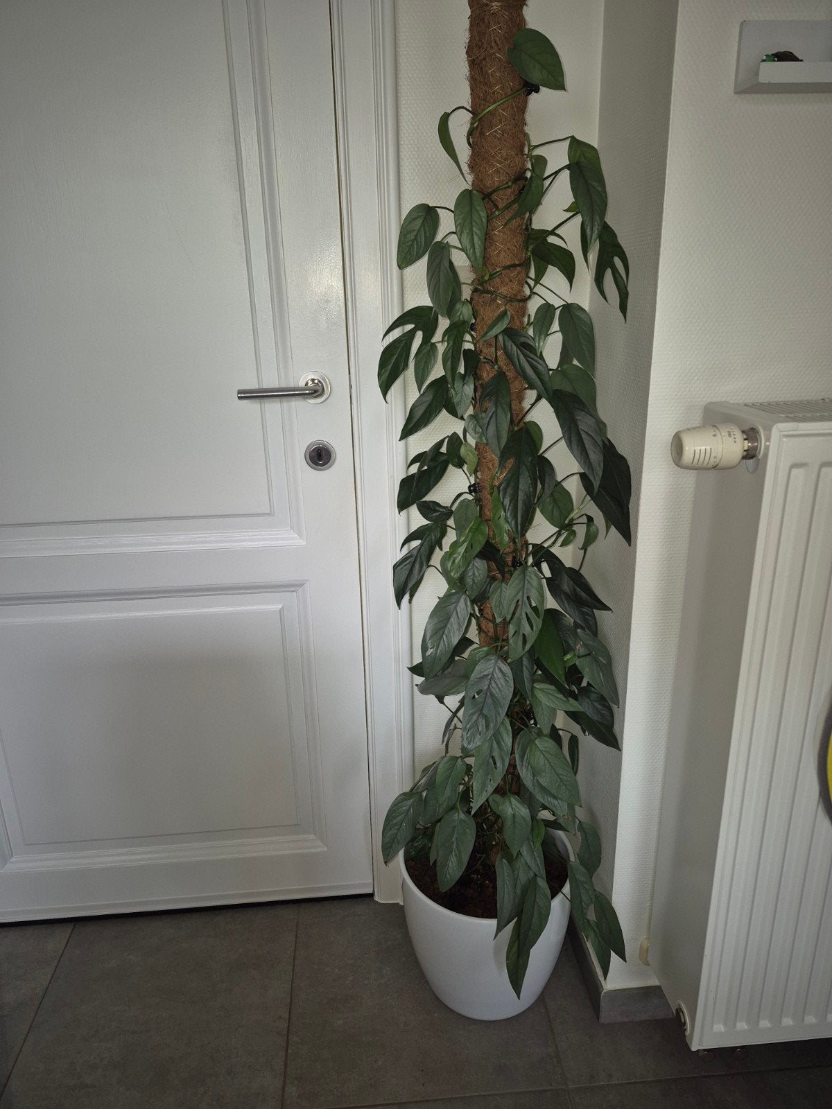 Combo epipremnum pinnatum en cebu blue, Huis en Inrichting, Kamerplanten, Ophalen