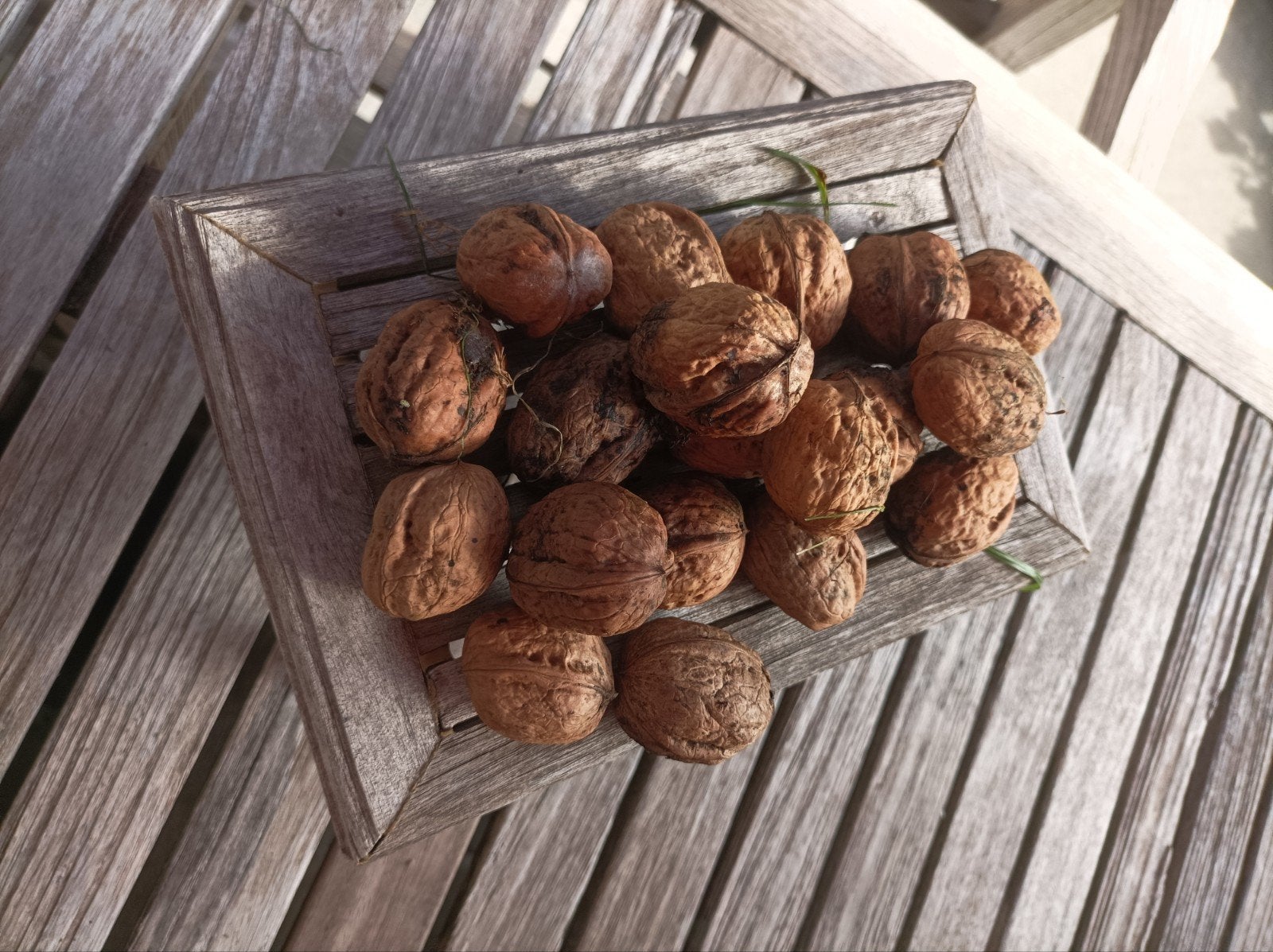 Verse okkernoten te koop., Tuin en Terras, Ophalen