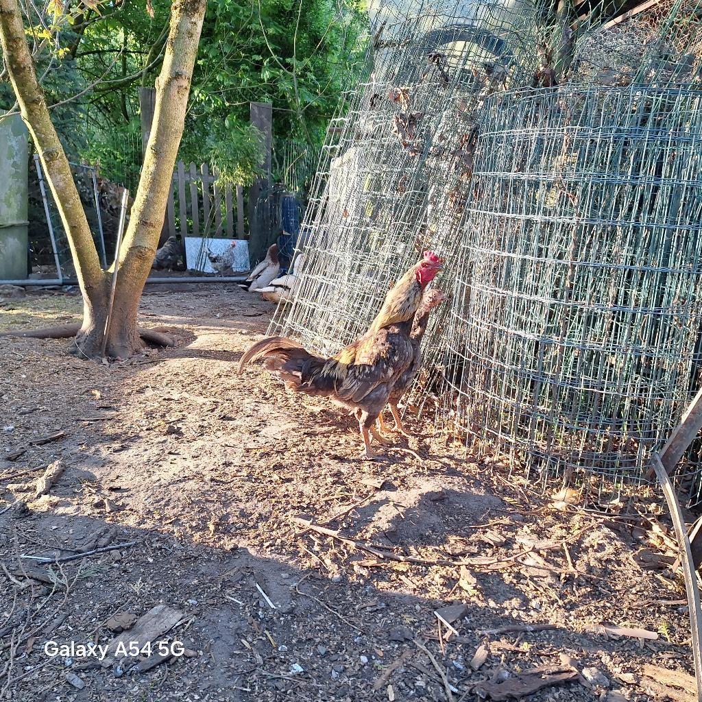 shamo haan kruising, Dieren en Toebehoren, Pluimvee