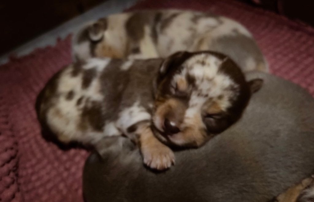 Jack russel puppy choco merle, Animaux & Accessoires, Chiens | Jack Russell & Terriers, Plusieurs animaux, Jack Russel Terrier