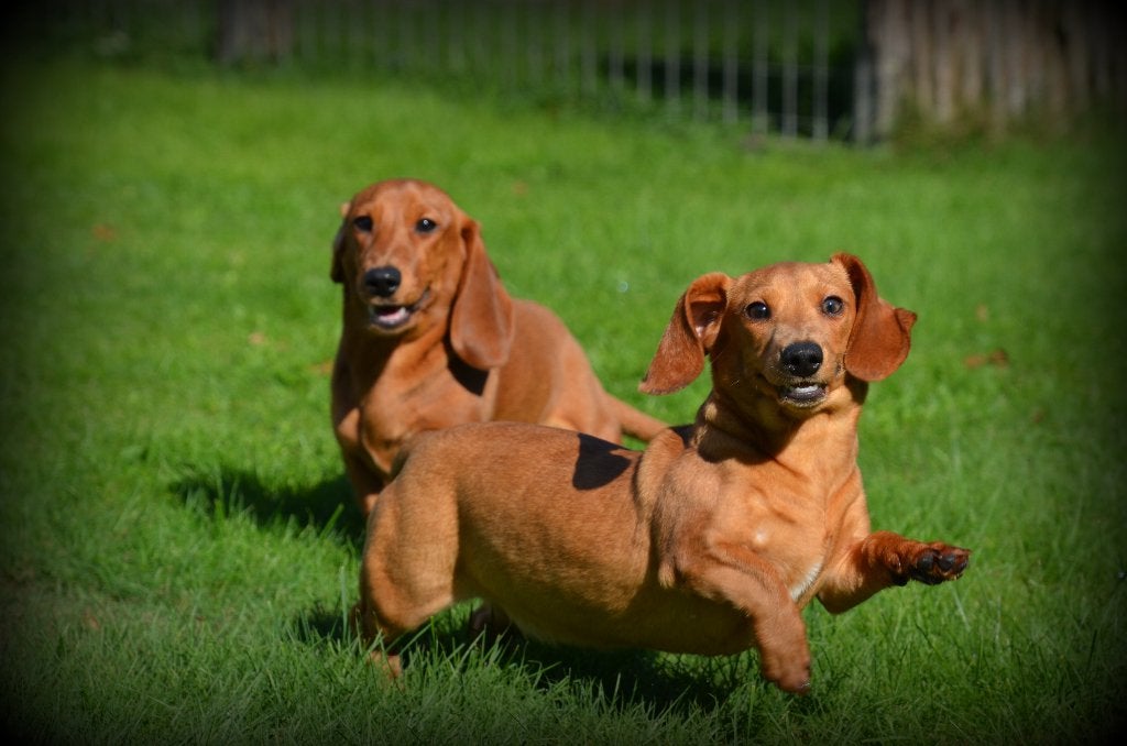 Teckel pups korthaar bruin, Dieren en Toebehoren, België, 15 weken tot 1 jaar, CDV (hondenziekte), Korthaar