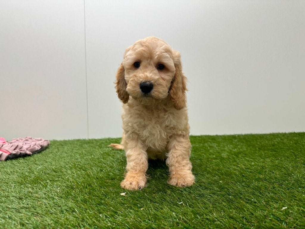 Nestje Cockapoo pups 2, Parvo, België, 8 tot 15 weken, Meerdere