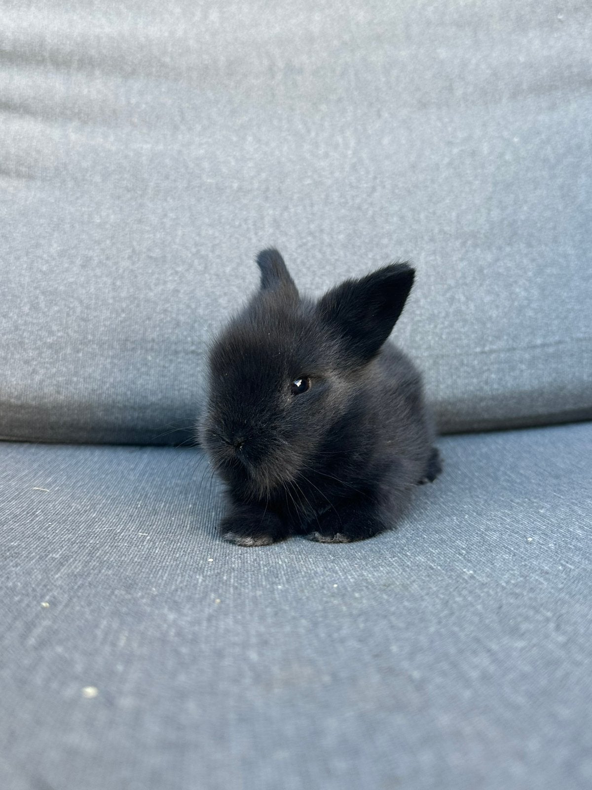 Teddydwerg x lionlop voedster, Hangoor