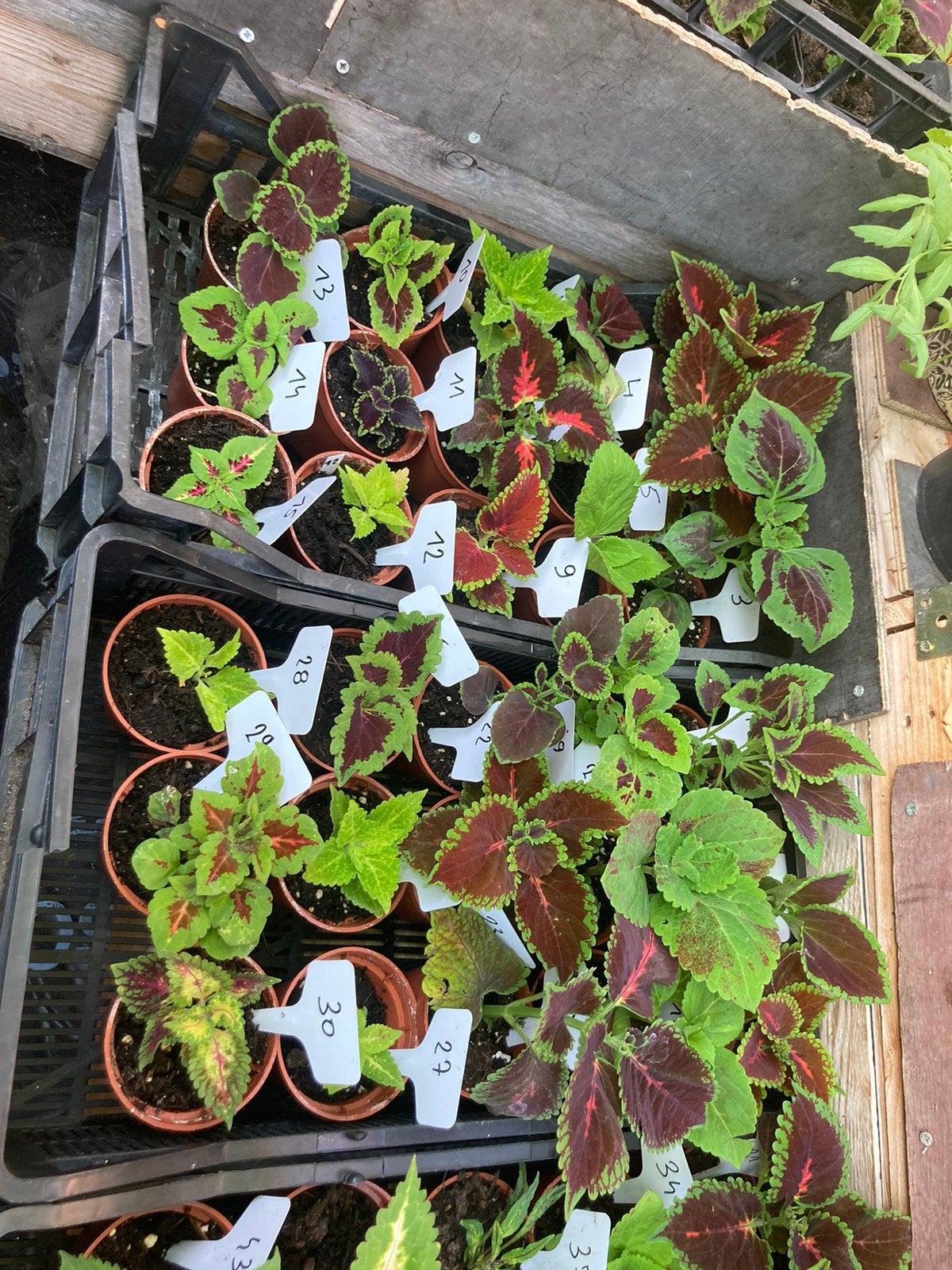 Coleus, Plein soleil, Bisannuelle, Été, Enlèvement ou Envoi