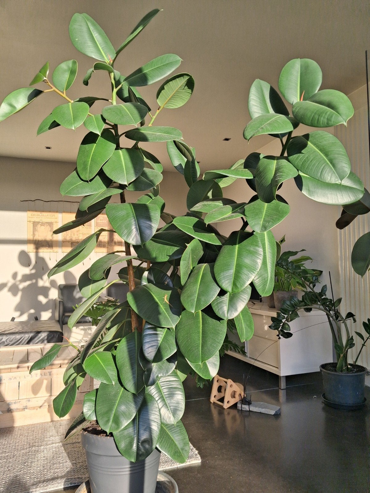 Ficus Robusta, Enlèvement, Ficus