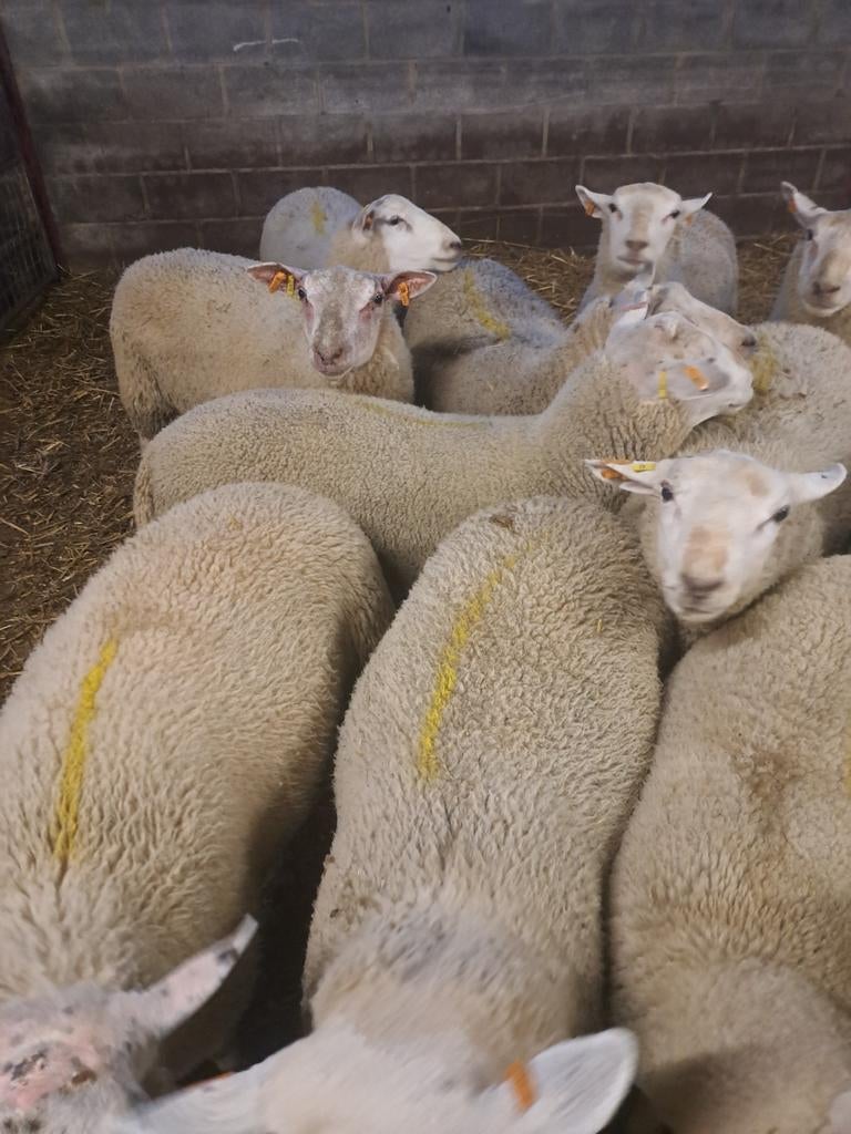 Bokken, Dieren en Toebehoren, Schapen, Geiten en Varkens