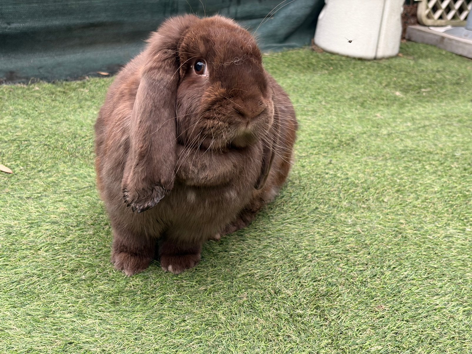 Super lieve choco franse hangoor voedster, Dieren en Toebehoren, Meerdere dieren, Groot, Hangoor, 0 tot 2 jaar
