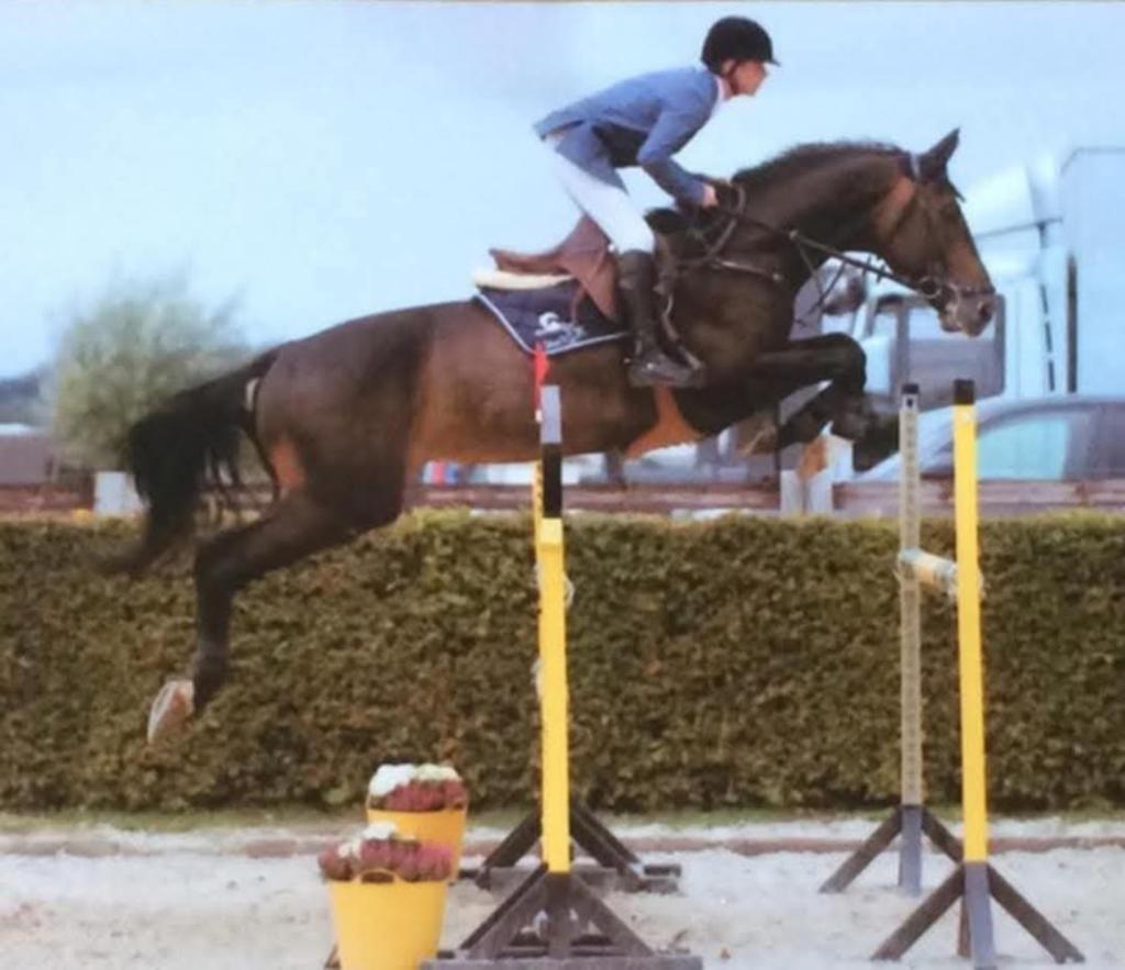 Goed gekeurde zangersheide hengst, Dieren en Toebehoren, Paarden, Hengst, Z
