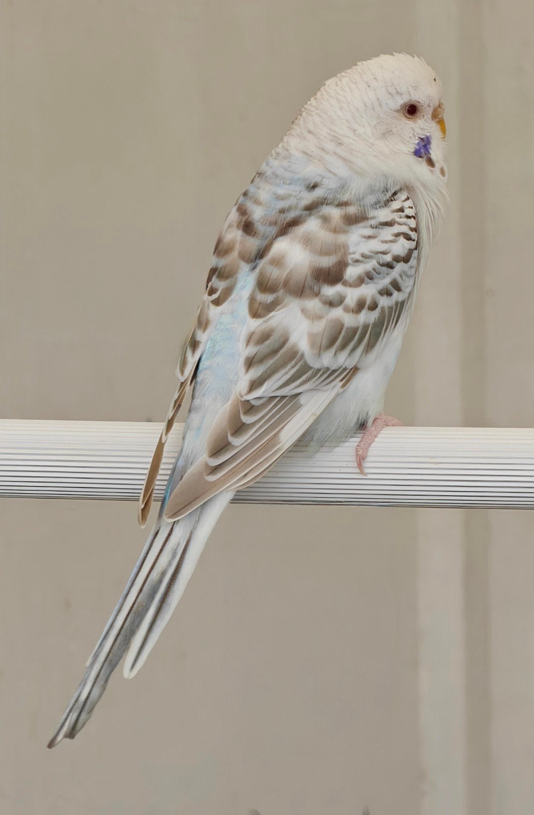 Grasparkiet pop blauw fallow, Dieren en Toebehoren, Vogels | Parkieten en Papegaaien, Vrouwelijk, Parkiet, Geringd
