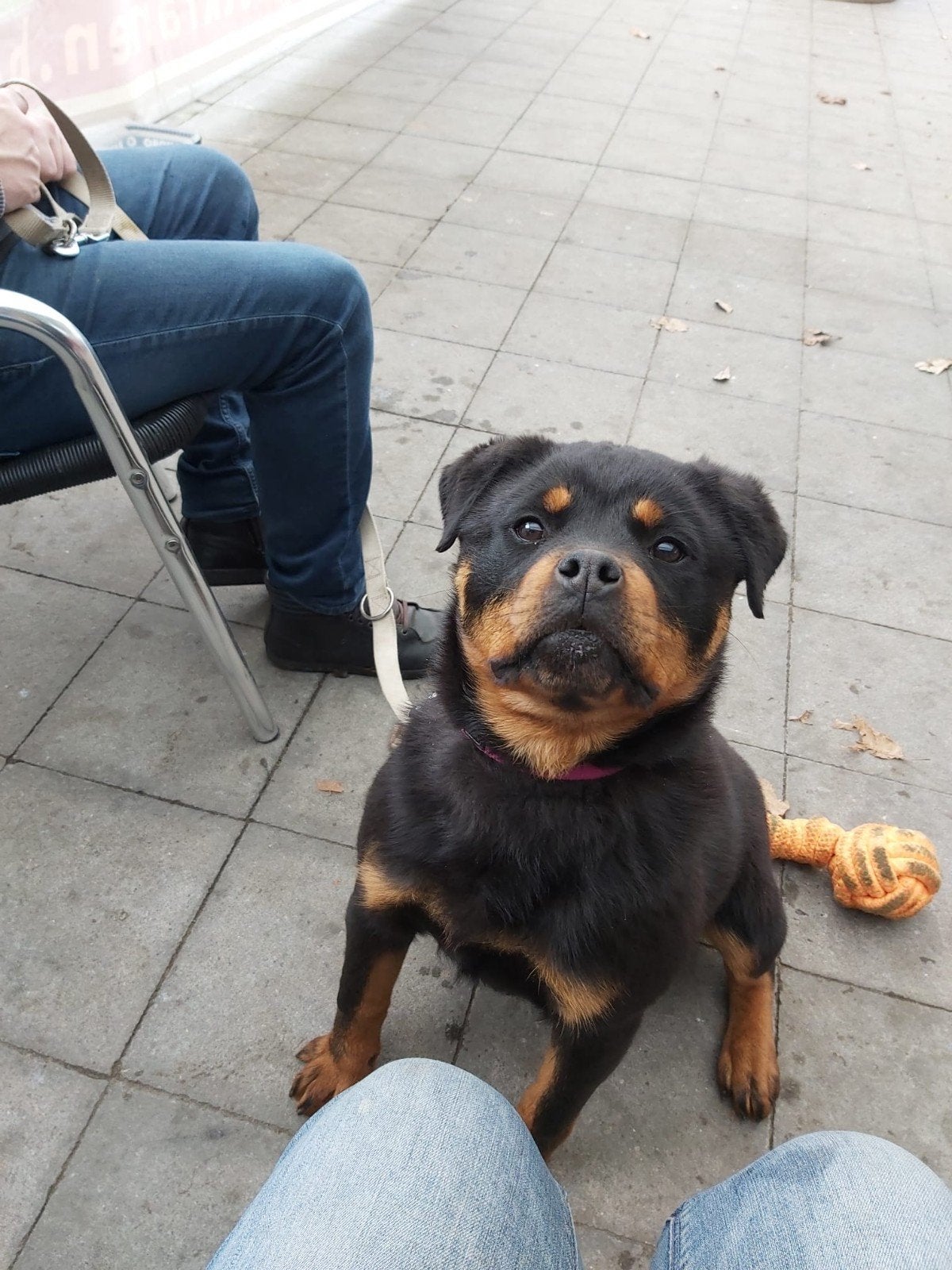 Rottweiler teefje van 3 jaar zoekt nieuwe thuis met stamboom, Enlèvement