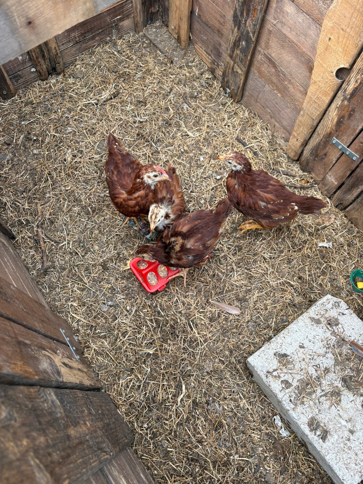 Jonge haan – 1 maand oud – gezonde bruine haan, Dieren en Toebehoren, Mannelijk, Kip