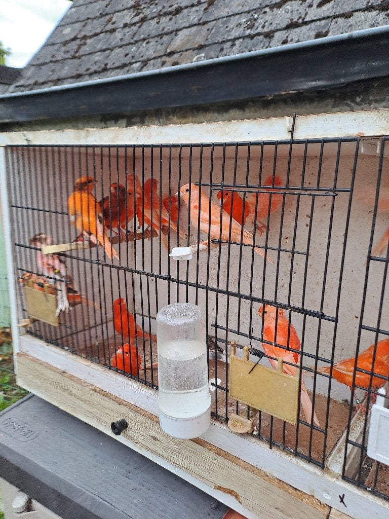 Kleurkanaries, Dieren en Toebehoren