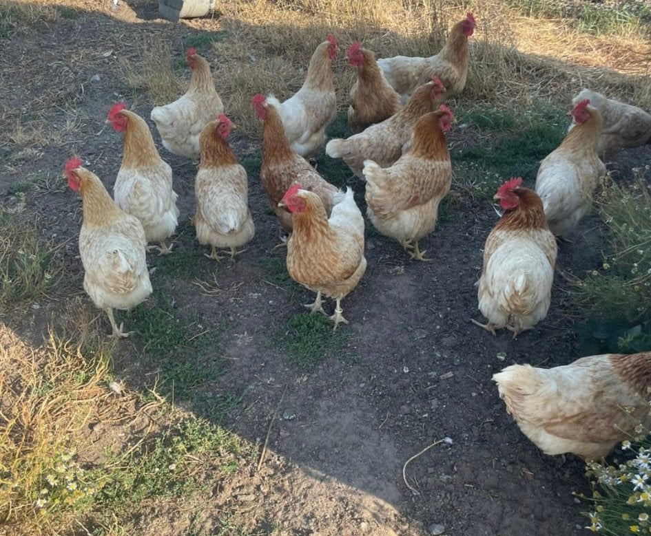 Legkippen, Dieren en Toebehoren, Pluimvee, Vrouwelijk, Kip