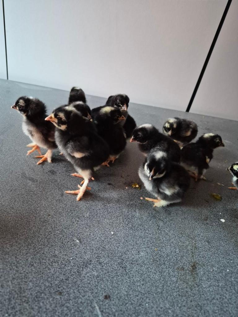 Mechelse koekoek kuikens, Dieren en Toebehoren, Meerdere dieren, Kip