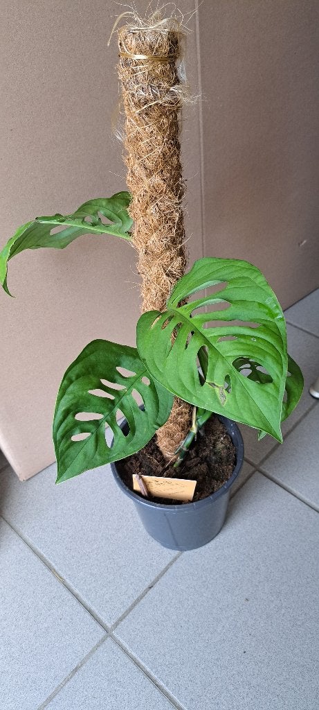 Monstera Esqueleto, Maison & Meubles, Plantes d'intérieur, Plante verte, Enlèvement, En pot, Moins de 100 cm