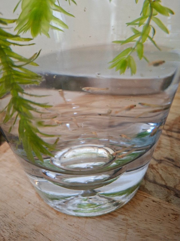 Guppie Babies, Dieren en Toebehoren, Vis, Zoetwatervis, Schoolvis