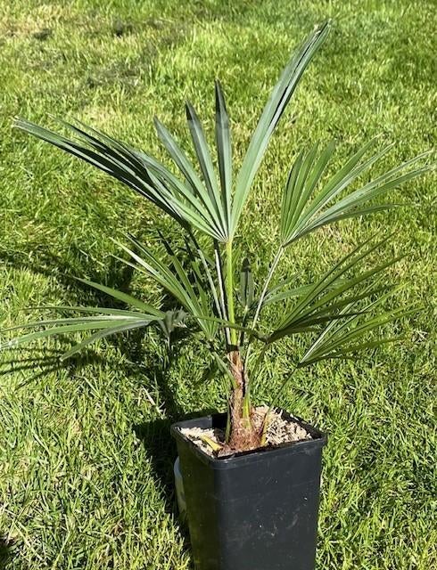 Palmboom Trachycarpus princeps x wagnerianus, Tuin en Terras, Ophalen of Verzenden, Lente, Minder dan 100 cm, Palmboom