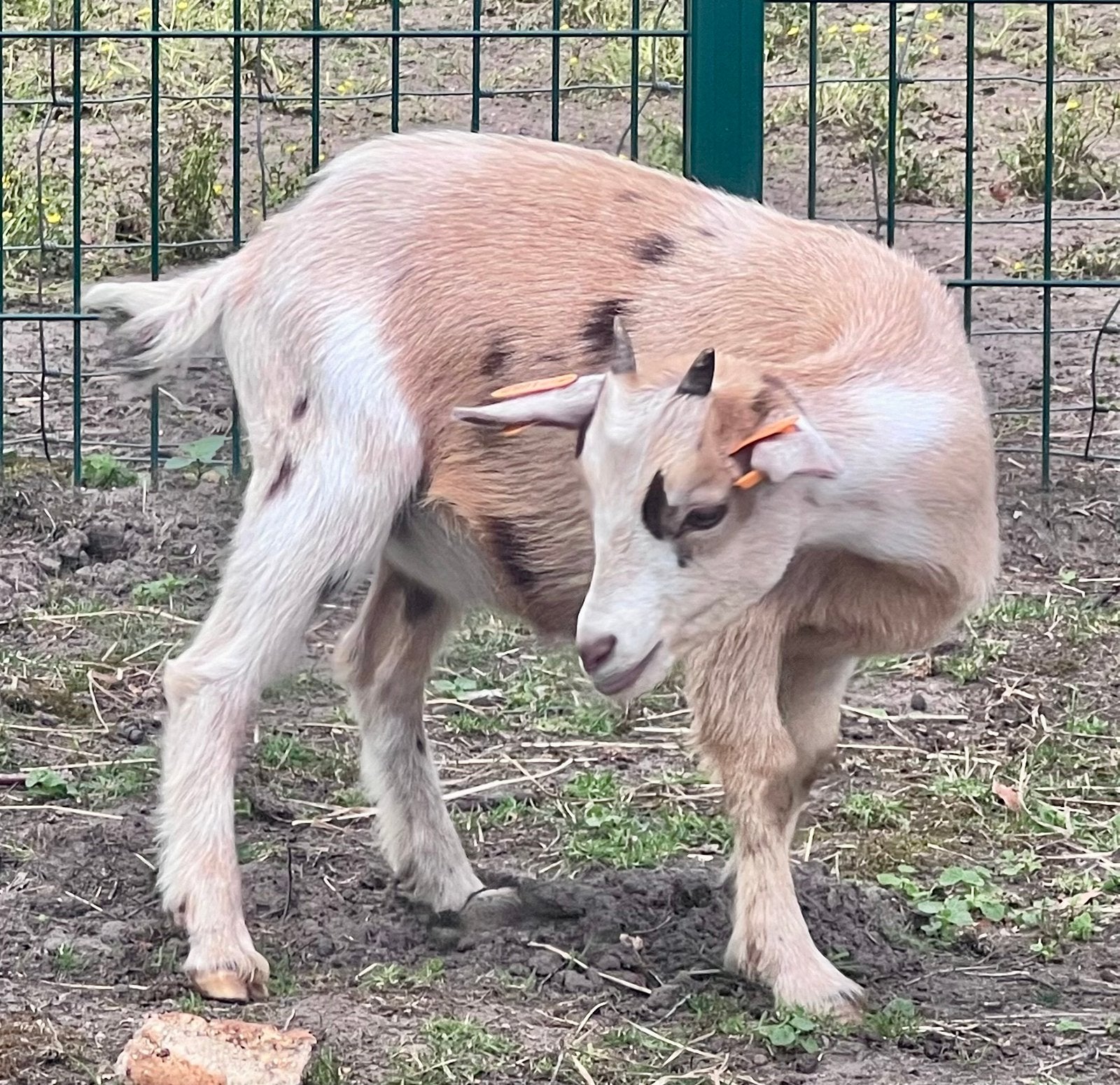 Beige wit maanvlek dwerggeit vrouwtje, Dieren en Toebehoren, Schapen, Geiten en Varkens, Vrouwelijk, Geit, 0 tot 2 jaar