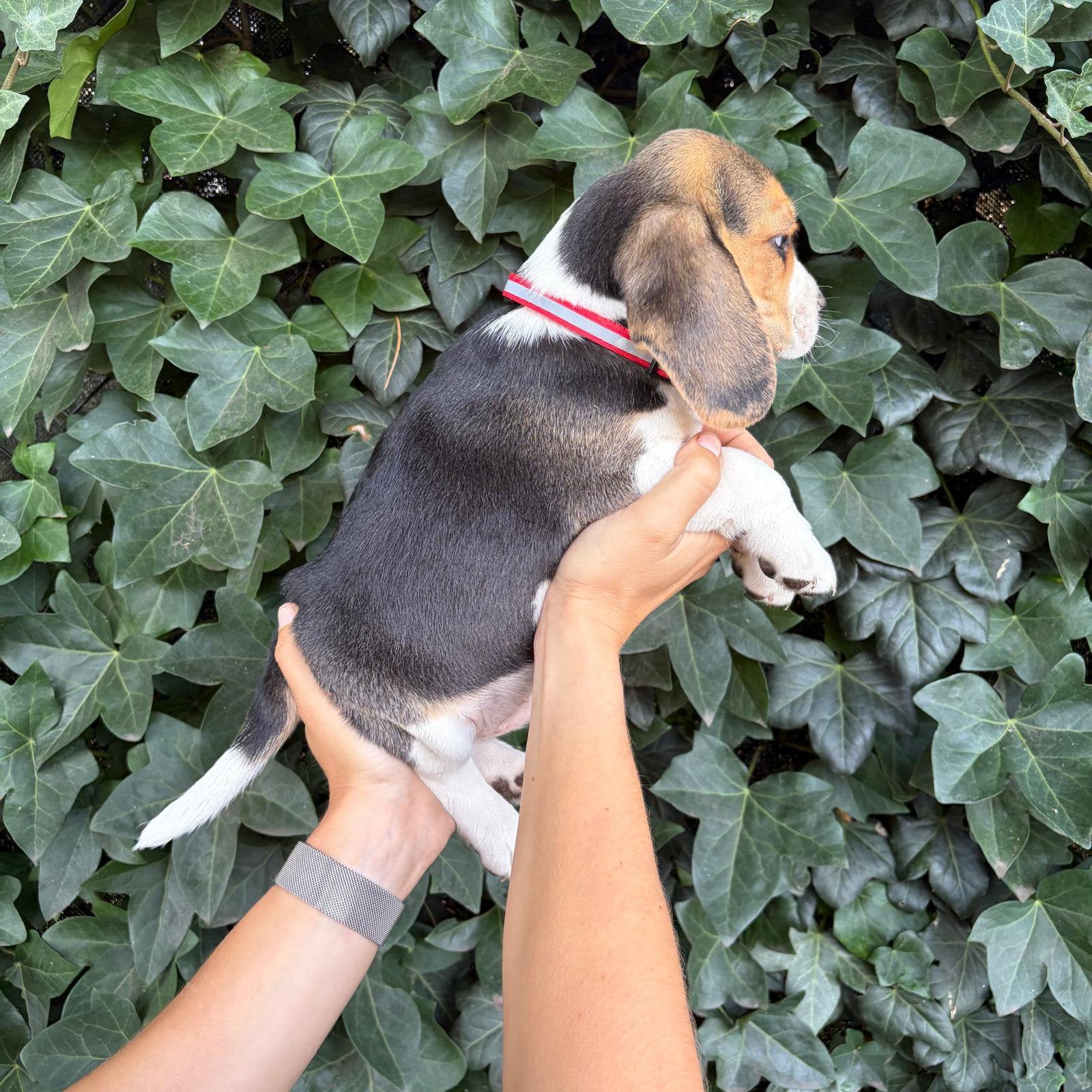 Lieve, speelse Beagle pups, Dieren en Toebehoren, België, Beagle, 8 tot 15 weken, Meerdere