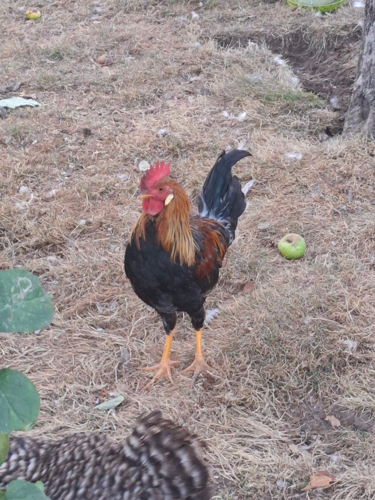Jonge goudbruin leghorn hanen.