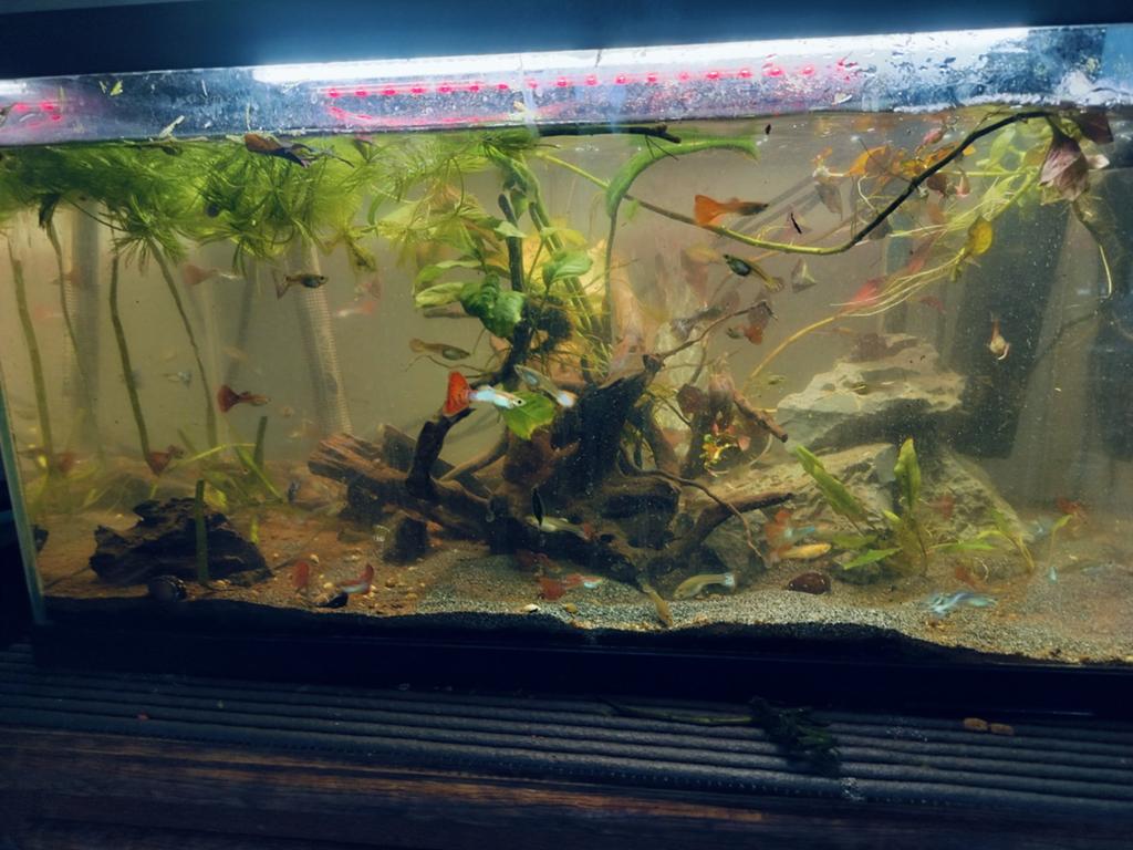 Volwassen guppy"en baby guppys, Dieren en Toebehoren