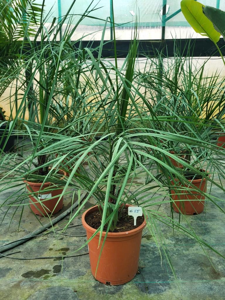 Butia capitata,  60/70 hoog., Ophalen