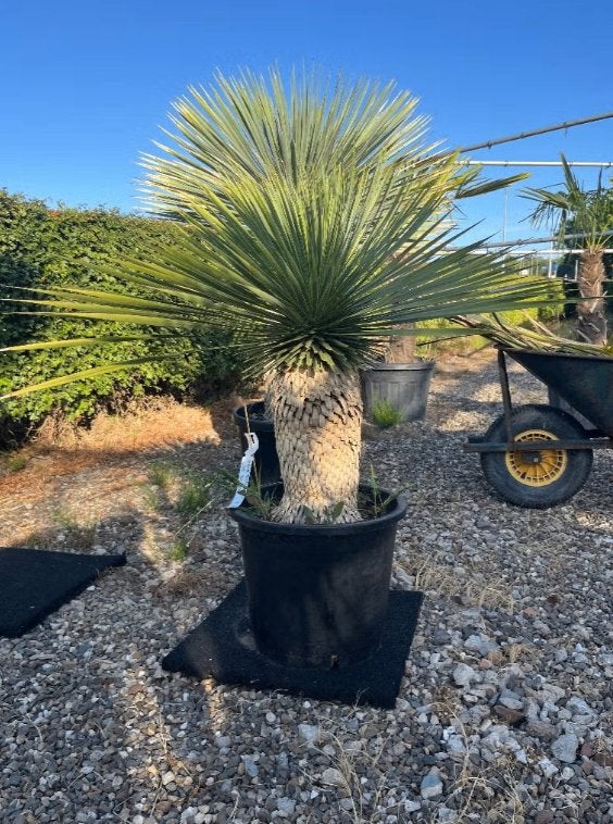 Yucca rostrata - blauwe palmlelie voor tuin of terras, Bloeit niet, Ophalen of Verzenden, 100 tot 250 cm, Palmboom