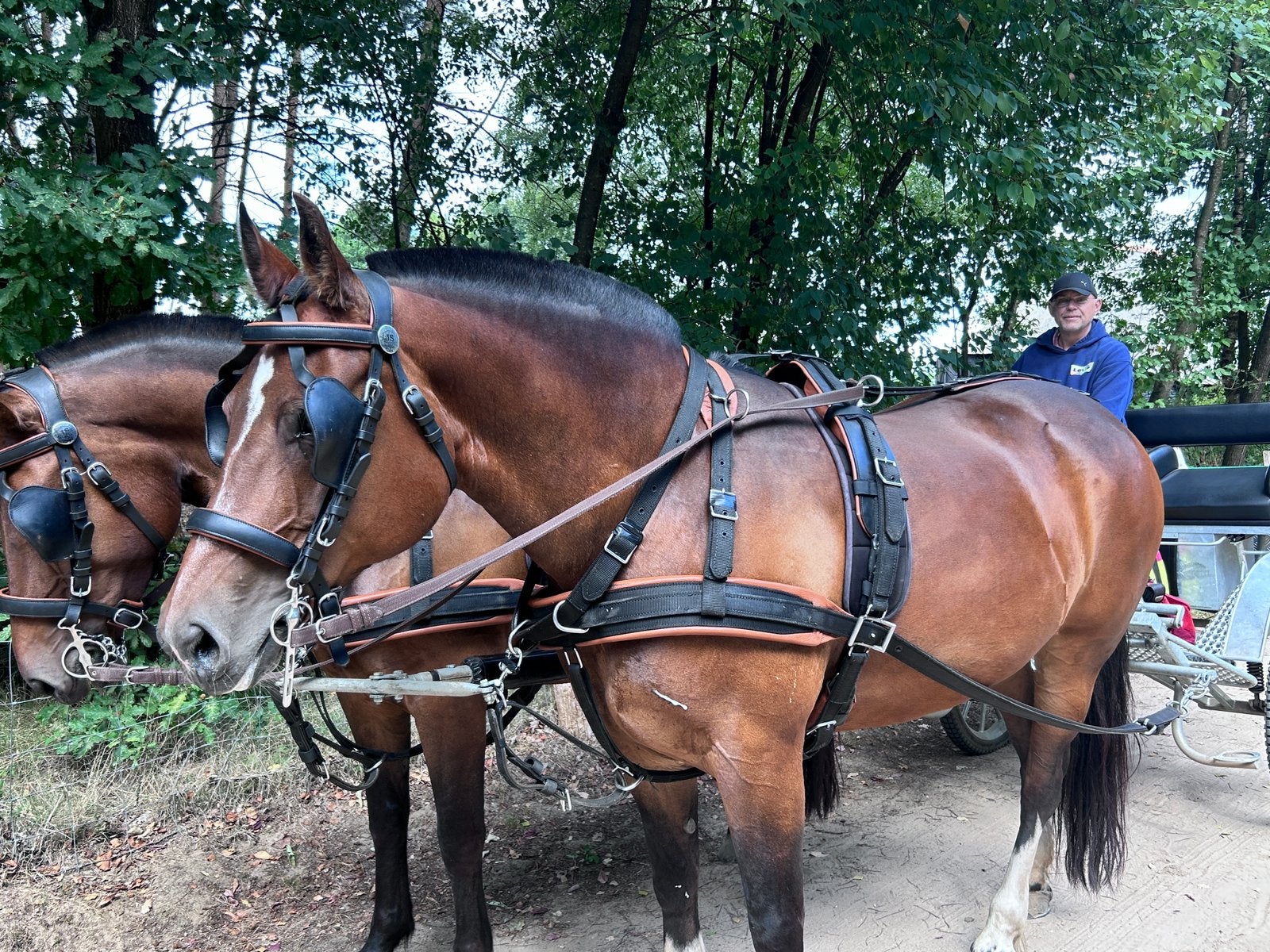 Freiberger kweekmerrie Mulan, 11 ans ou plus, Avec pedigree, Débourré, 160 à 165 cm